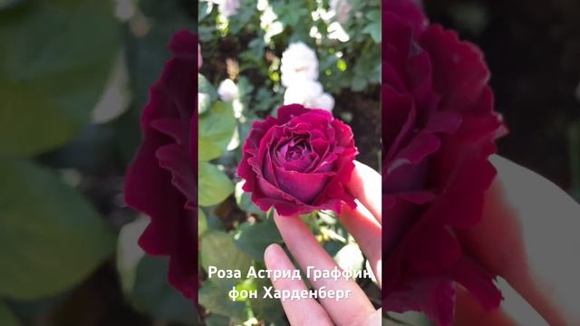 Роза Астрид Граффин Фон Харденберг/ rose Astrid Grafin von Hardenberg