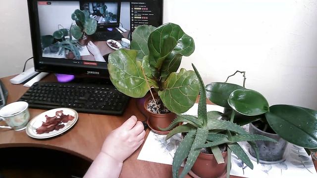 Полив комнатных растений