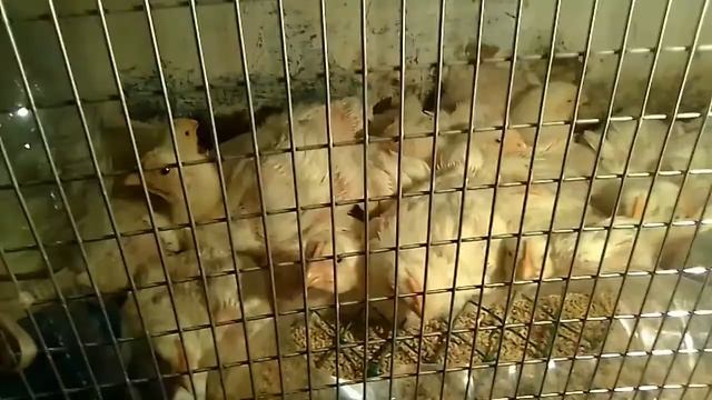 Бройлеры Росс 308 смотреть онлайн