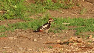 Сирийские дятлы утром. Рассказ