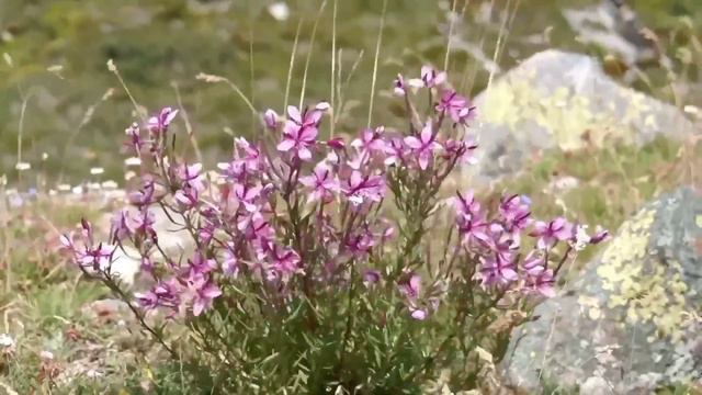sounds of meadows, bees, butterflies and breeze || звуки лугов, пчелок, бабочек и ветерок. смотреть онлайн