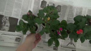КАЛАНХОЭ,пересаживаем цветок.Уход за каланхоэ