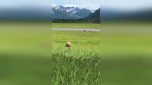 Эти Хищники Сами Могут Съесть Тигра