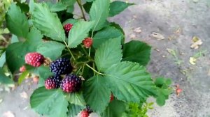 ежевика сорт прайм арк 45, начало созревания ягод на побегах текущего года.