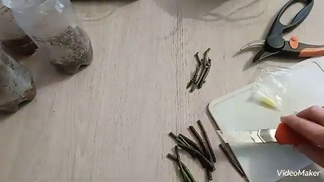 Размножение черенками орхидей фаленопсис.Часть 1