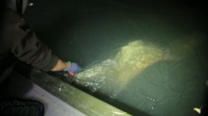 Сом ГИГАНТ! Самая большая рыба в жизни. Рыбалка на трофейного сома!