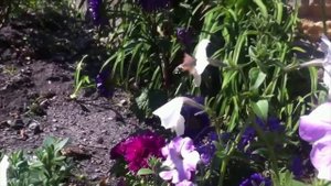 колибри в Москве