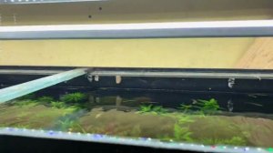 Улитки в аквариуме, польза? Недостатки? Едят растения или нет?