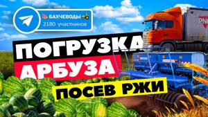 Погрузка арбуза ?? посев озимой ржи??