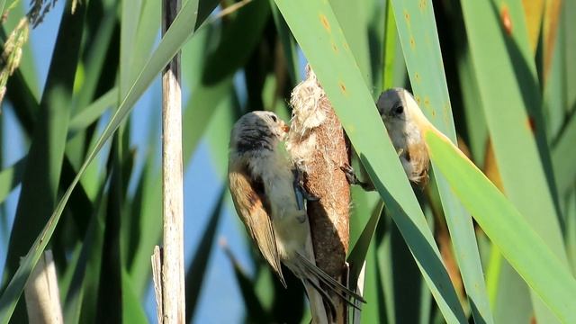 1504. Moudivláček lužní, Eurasian Penduline Tit, Beutelmeise, Buidelmees, Обыкновенный ремез, Remiz смотреть онлайн