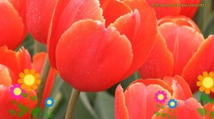 Тюльпан триумф Веранди. Краткий обзор, описание характеристик, где купить саженцы tulipa Verandi