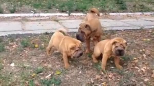 Щенок шарпей (шар-пей sharpei shar-pei)