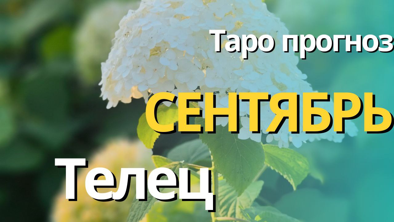 ТЕЛЕЦ  СЕНТЯБРЬ  2023 [Таро прогноз]