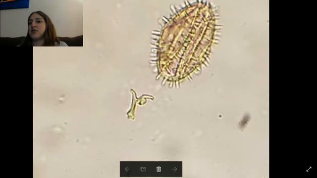 Familar Names! - Pollen Analysis 2 смотреть онлайн