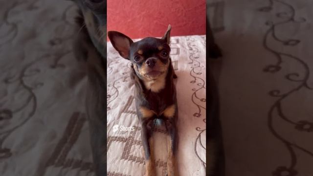 Немного о себе