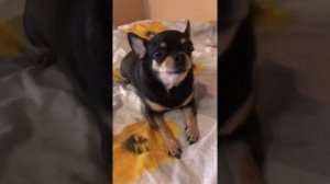 Чихуахуа поёт под любимую музыку / Singing dog / Поющая собака