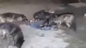 волки напали на человека