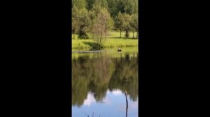 Elk with a child swimming / Купание лося с детенышем