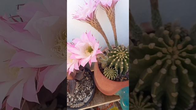 #cactusysuculentas #suculentas #cactus #flores #plant .