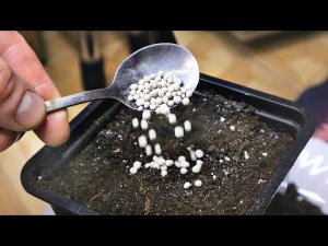 Рассада сразу мощная и не тянется если подсыпать в грунт ложечку этого секретного удобрения!