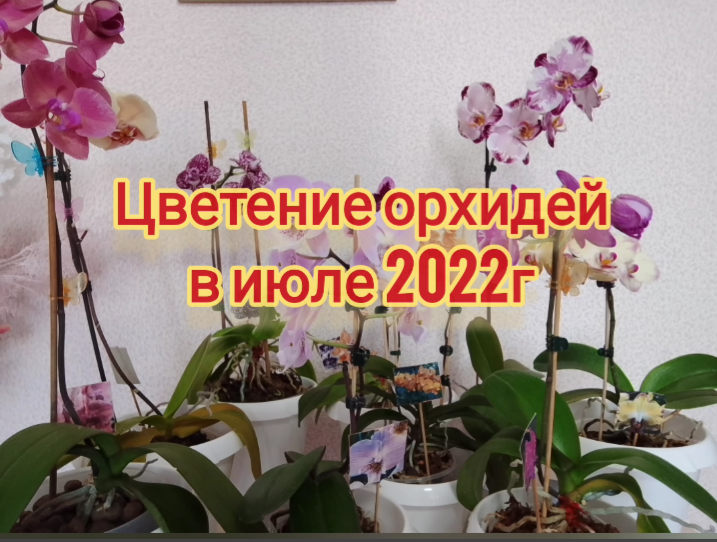Цветение орхидей в июле 2022г