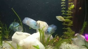 Наннакара неоновая в аквариуме 120л. Nannacara Neon Blue.