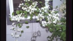 Project Green: Clematis to Swoon For