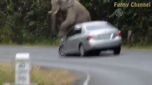 Животные против машин \ Animals vs cars. Подборка от Funny channel