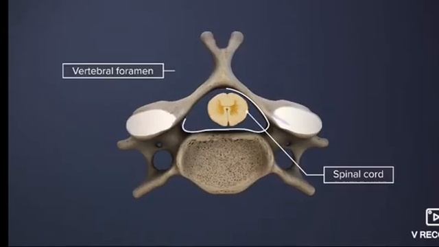 Почему немеют руки. Строение шейного отдела смотреть онлайн