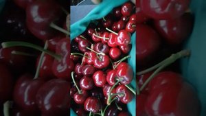 Черешня Скина. Первые плоды. 10.07.2021.