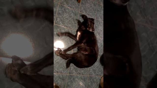 Лейла просит чтобы ее гладили смотреть онлайн