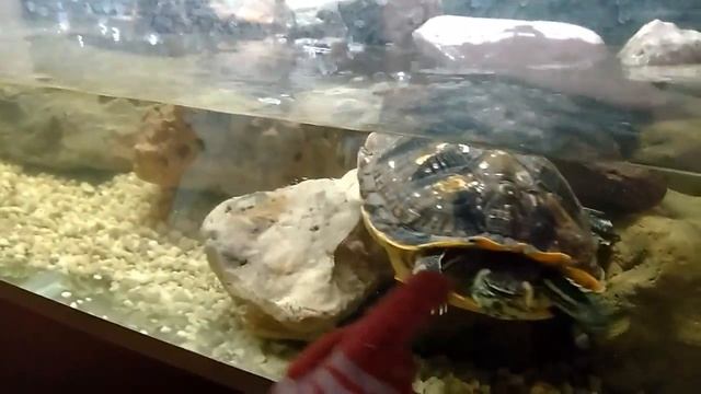 Злобная черепаха смотреть онлайн