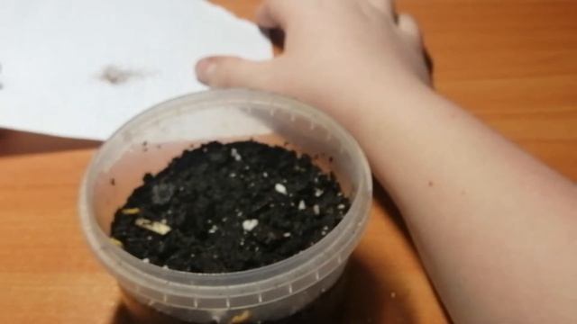 Выращивание Циперуса из семян. Посев семян Циперуса.