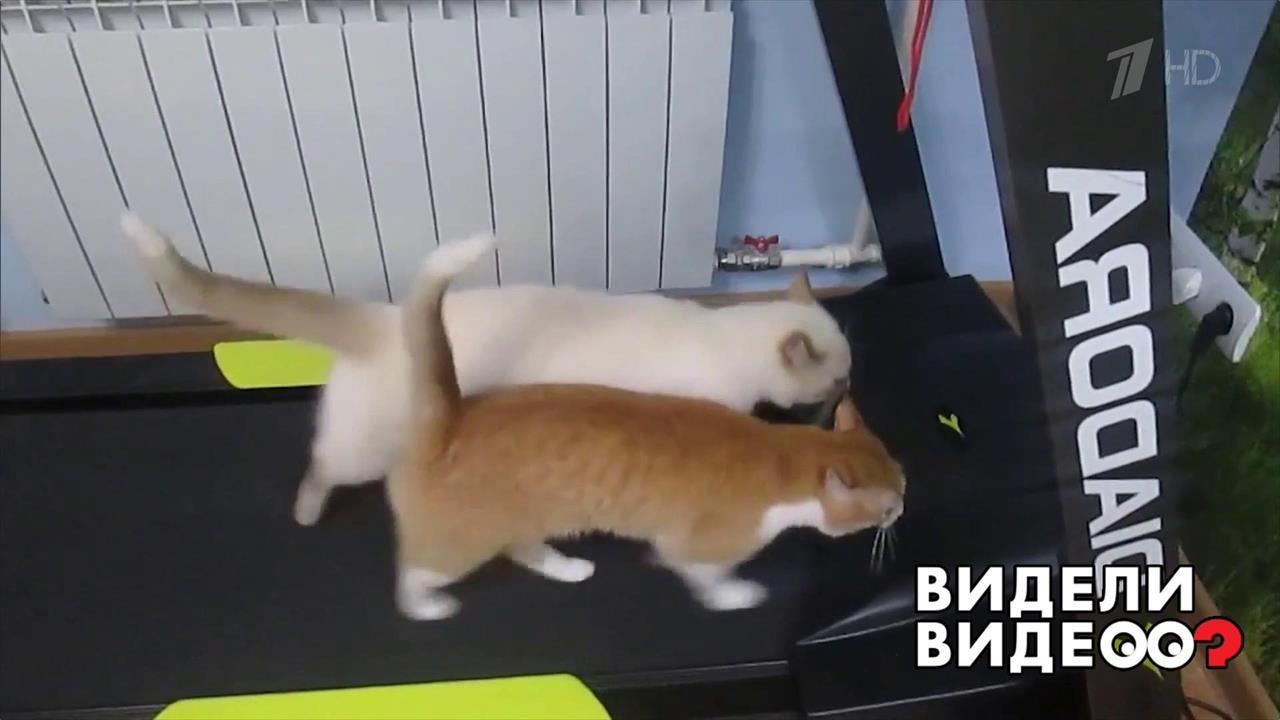 Коты на беговой дорожке! Видели видео? Фрагмент выпуска от 09.06.2019
