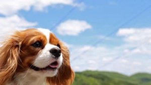 Кавалер кинг-чарльз-спаниель