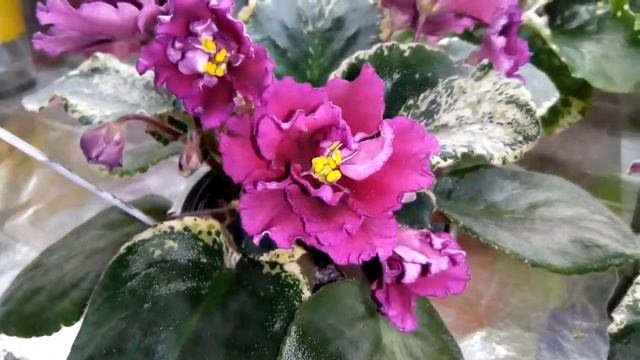 Фиалки сошли с ума! Массовое цветение моей коллекции. Шапочное цветение.Обзор сорта Панакота) смотреть онлайн