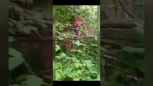 Амурский тигр вышел поздороваться к машине. Дальний Восток.