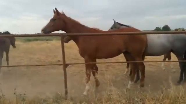 Дончак донской породы