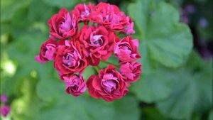 Цветение пеларгонии. Купить черенки герани разных сортов