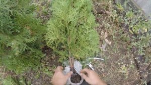 зеленое черенкование туи