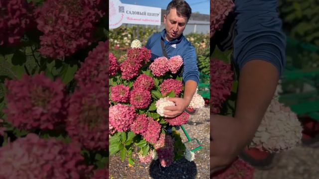 Гортензия метельчатая (Hydrangea paniculata `Summer Love`) Саммер Лав/Летняя Любовь☎️8-926-645-46-9