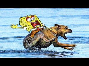 Spongebob Rides a Crazy Dog - Funny Cats and Dogs Videos.mp4