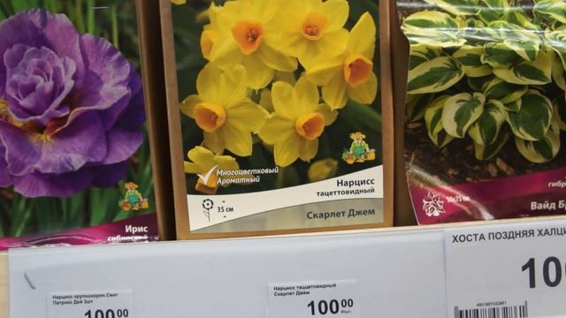 Леруа Мерлен: скидки на луковичные и декоративные многолетники смотреть онлайн