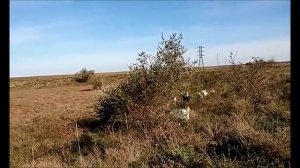 Козы: почему не покрывается коза.