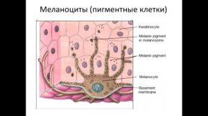 Гистология. Соединительная ткань. Клетки соединительных тканей #гистологиямед #анатомиялекции #егэ