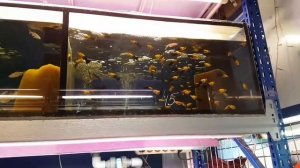 Поездка ночью на Птичий рынок Москвы (цены)