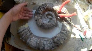 Episode 44 Heteromorph Ammonite Rebuild