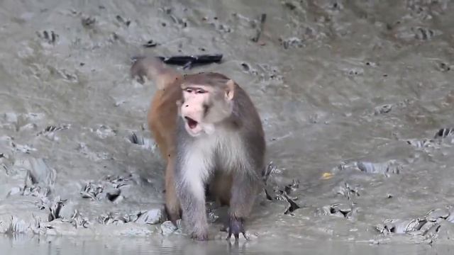 СВЯЩЕННЫЕ ОБЕЗЬЯНЫ смотреть онлайн