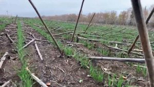 Широкорядный посев пшеницы озимой #No_till