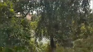 ....кукушка....(Юрий Рыбчинский)